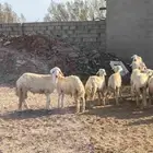 طليان حري جملة وتفريد توصيل للموقع المطلوب اسعارنا من 1400 ا