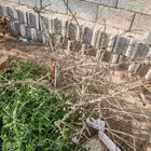 شتلات بشام