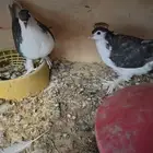 1سلام عليكم للبيع جوز حمام شيرازي