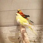 ثلاث أزواج براكيت