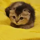 كيتنز ذكر سكوتش فولد