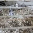 طيور كروان هولندي زوج