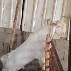 معزا طيبه و صغار سن