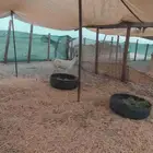 جفره بيشيه طيبه