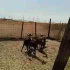 معزه محاليات طيبه