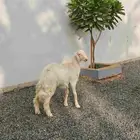 خروف اصفر ابرص ( تم البيع )