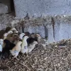 صوص بلدي للبيع