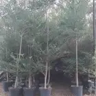 الاشجار جميع انوع سدر زيتون