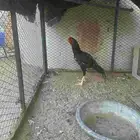 ديك فارسي ياباني