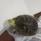 سلحفة للبيع