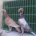 جوز اورنس . بأنتاجه فرخ واحد معاه.ويطلع ألوان جدآ جميله