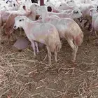 رخال رفيديات صنف فاخر