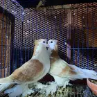 جوزين شيرازي كريمي منتجين