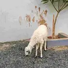 رخل حرشا ( تم البيييع )