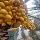 كل ما يلزم من شغل النخيل خراف رطب نظافه عامه قس اسيف يابس