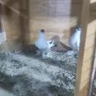 زوج بالون بولده
