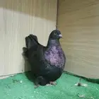 ذكرين فرش موندين