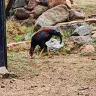 ديك باكستاني سندي