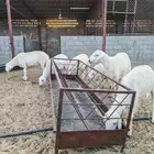 خرفان ذبايح حري