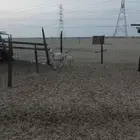 نعجه خلفه حريه