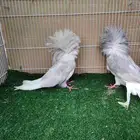 بلجيكي لافندر قرطاس