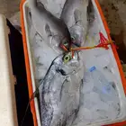اسماك طازجة
