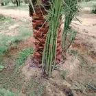 نخل اللقصيم اللبيع