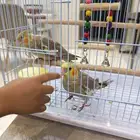 كروان اليف
