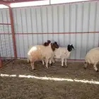 جذعان نعيم وجذعه نجدية