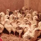 صوص دجاج بلدي