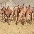 قعدان 2 و 5 بكار للبيع اعمارهن من 8 ل 9شهور الموقع املج على