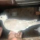 حمام ياكريم
