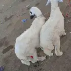 جذعان للبيع من 1000 الموقع بارق بلاد ربيعه