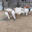 بهم رفيدي فواخر