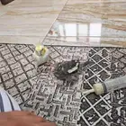 فروخ غر كروان