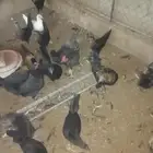 دجاج بلدي بشاير