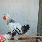 ديوك منوعه قزم ونحاسي وبلدي