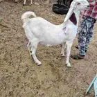 معزا حجازية صنف و دفيع شرط