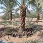 اسلام عليكم ورحمة الله وبركاته يوجد لدينا نخيل تكريب هلال