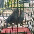 طيور فشر طقطق