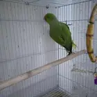 للبيع جوز دره انتج قبل في محميه يوم جبته عندي ما انتج