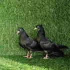 صنعاني اسود