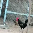 ديك بلدي