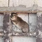 و ب را ن جبل