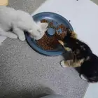 قطط لتبني