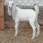تيس يرضع للبيع