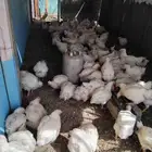 مطلوب سرده دجاج لاحم