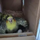 للبيع أنثى كروان تربيه ومنتجه بَايضة بدون ذكر