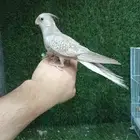 بغبغاء كروان أليف هدد