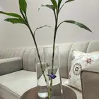 اسماك الزينة مع حوض وشجرة البابو
